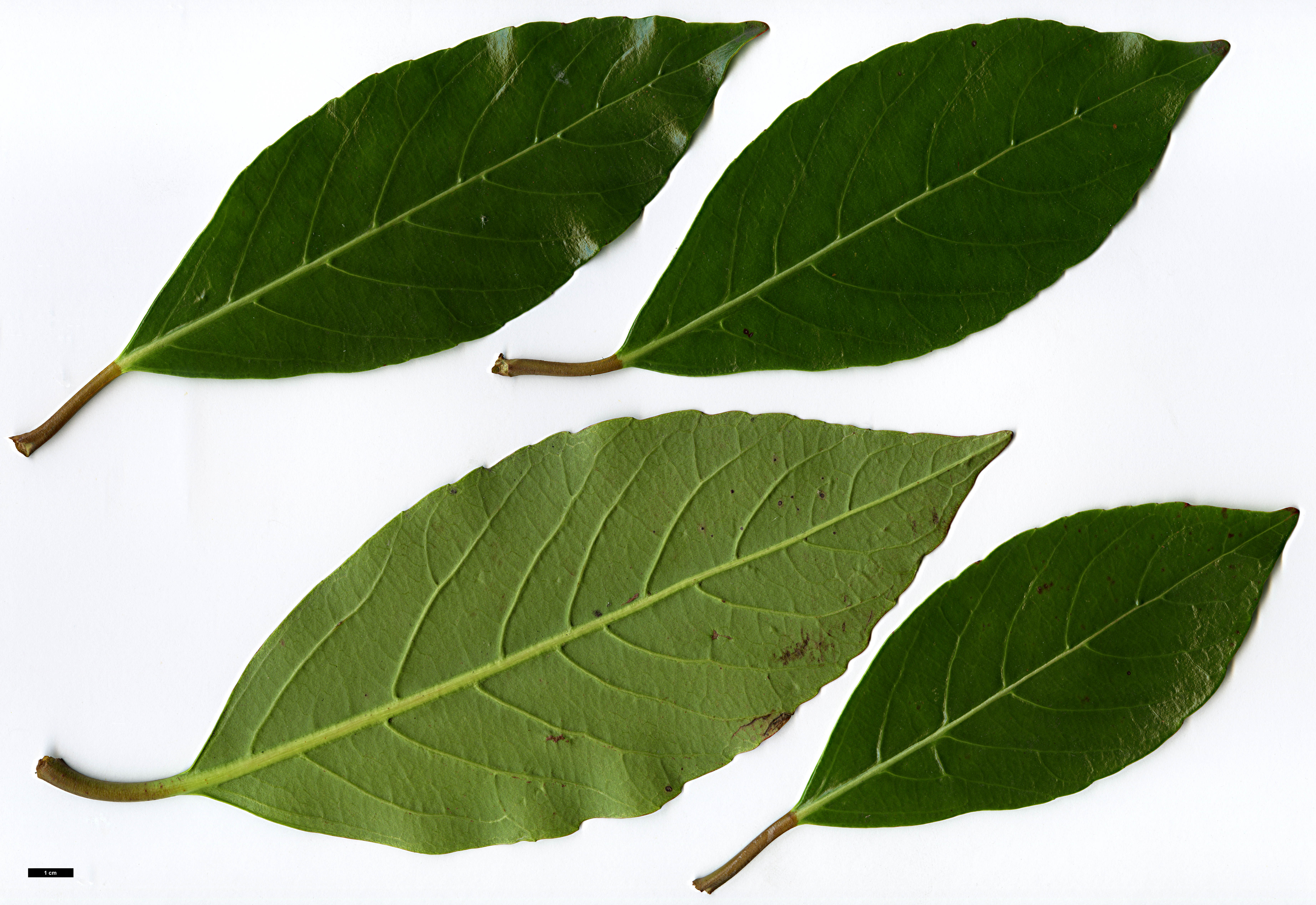 High resolution image: Family: Adoxaceae - Genus: Viburnum - Taxon: odoratissimum var. awabuki